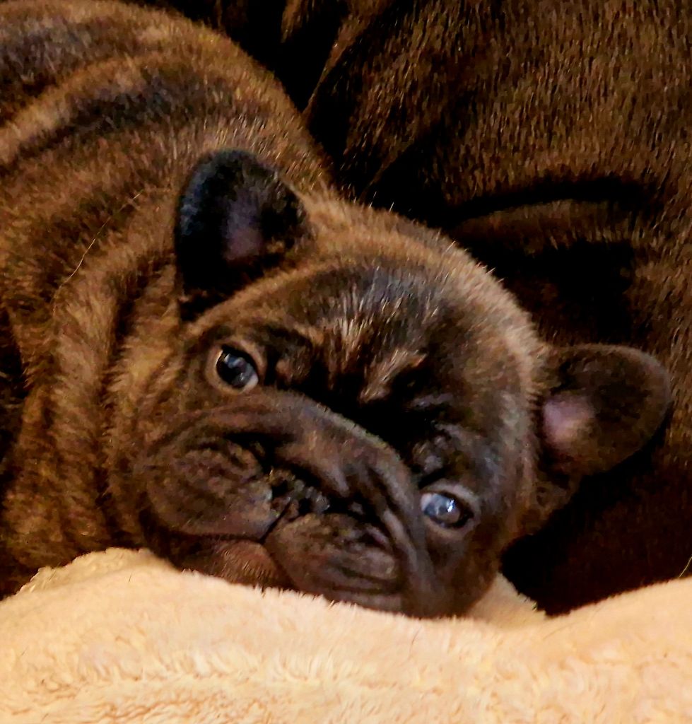 Des coteaux rouges - Chiot disponible  - Bouledogue français