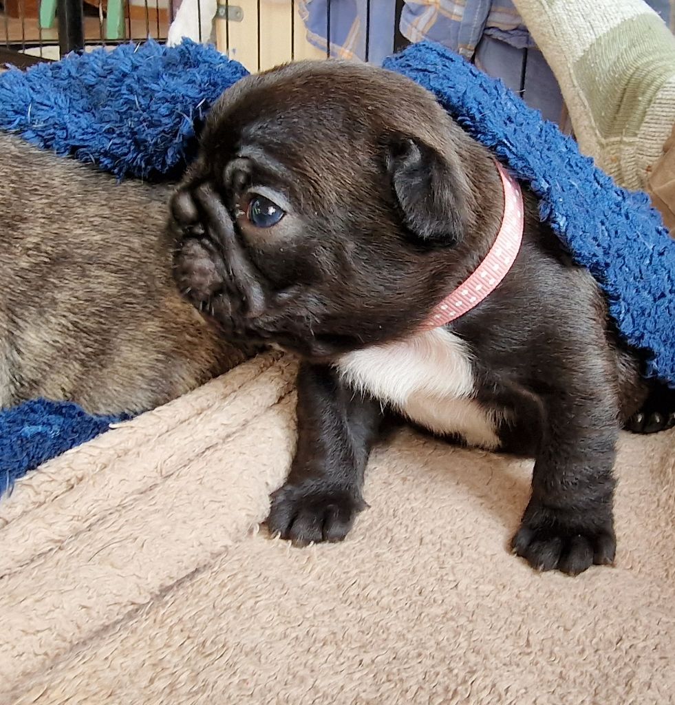 Des coteaux rouges - Chiot disponible  - Bouledogue français