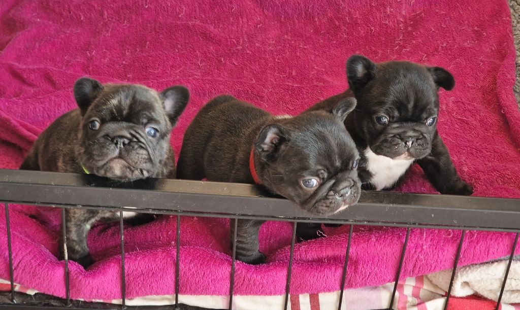 chiot Bouledogue français Des coteaux rouges