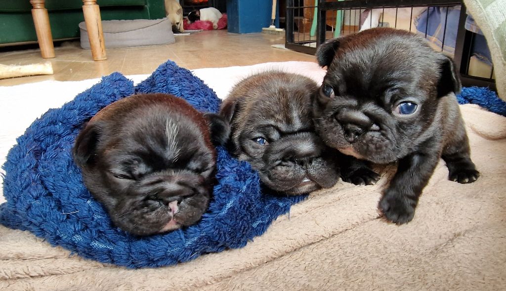 chiot Bouledogue français Des coteaux rouges