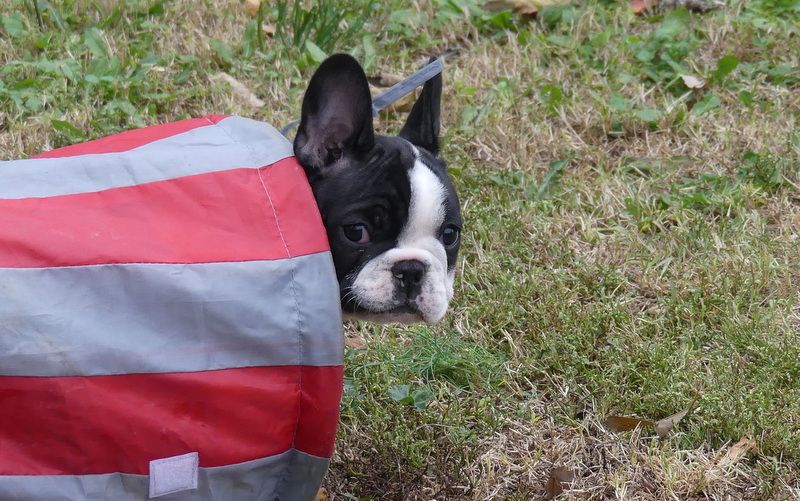 Chiot Bouledogue français Des coteaux rouges